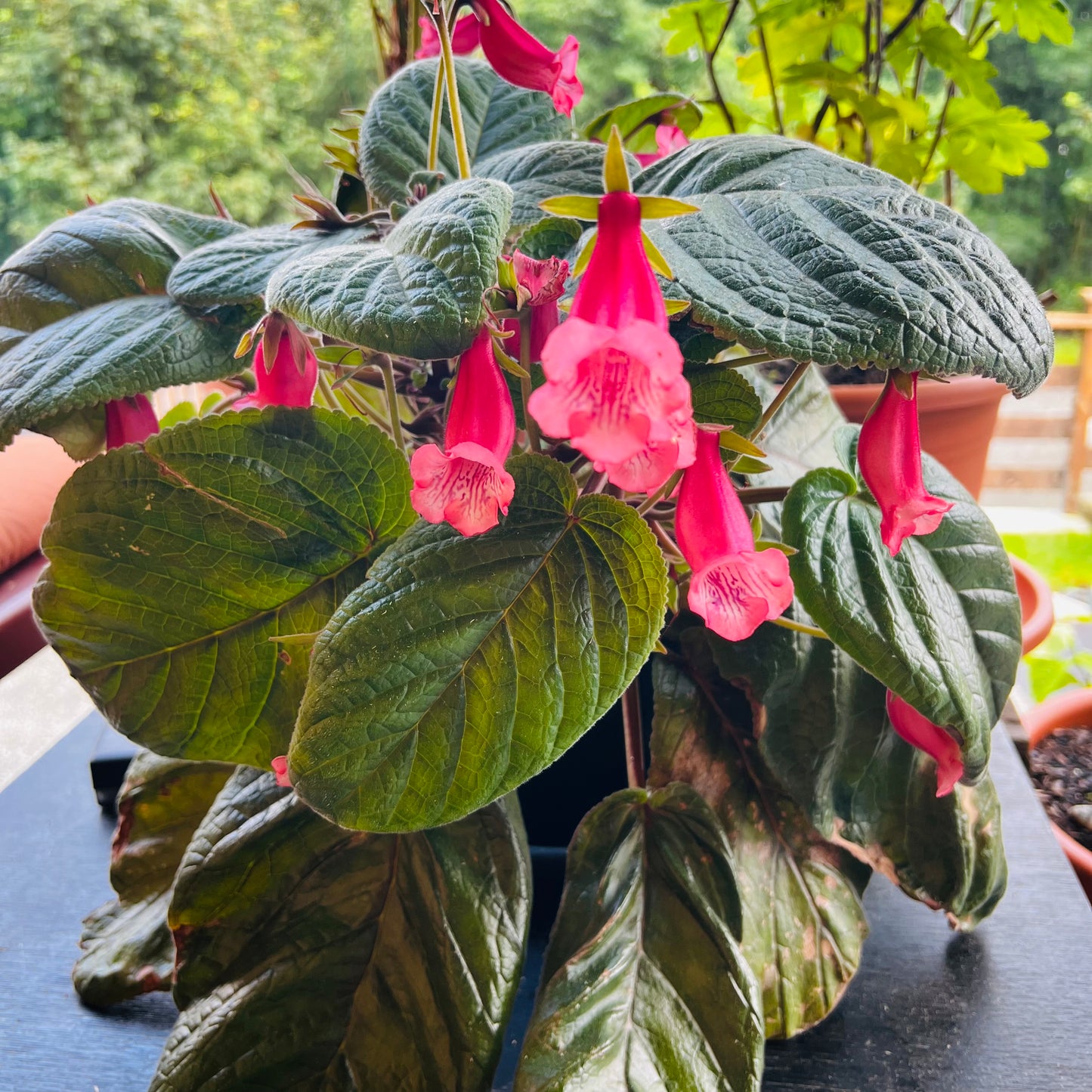 Sinningia Luci’s Pink Fondant, uroted stikling