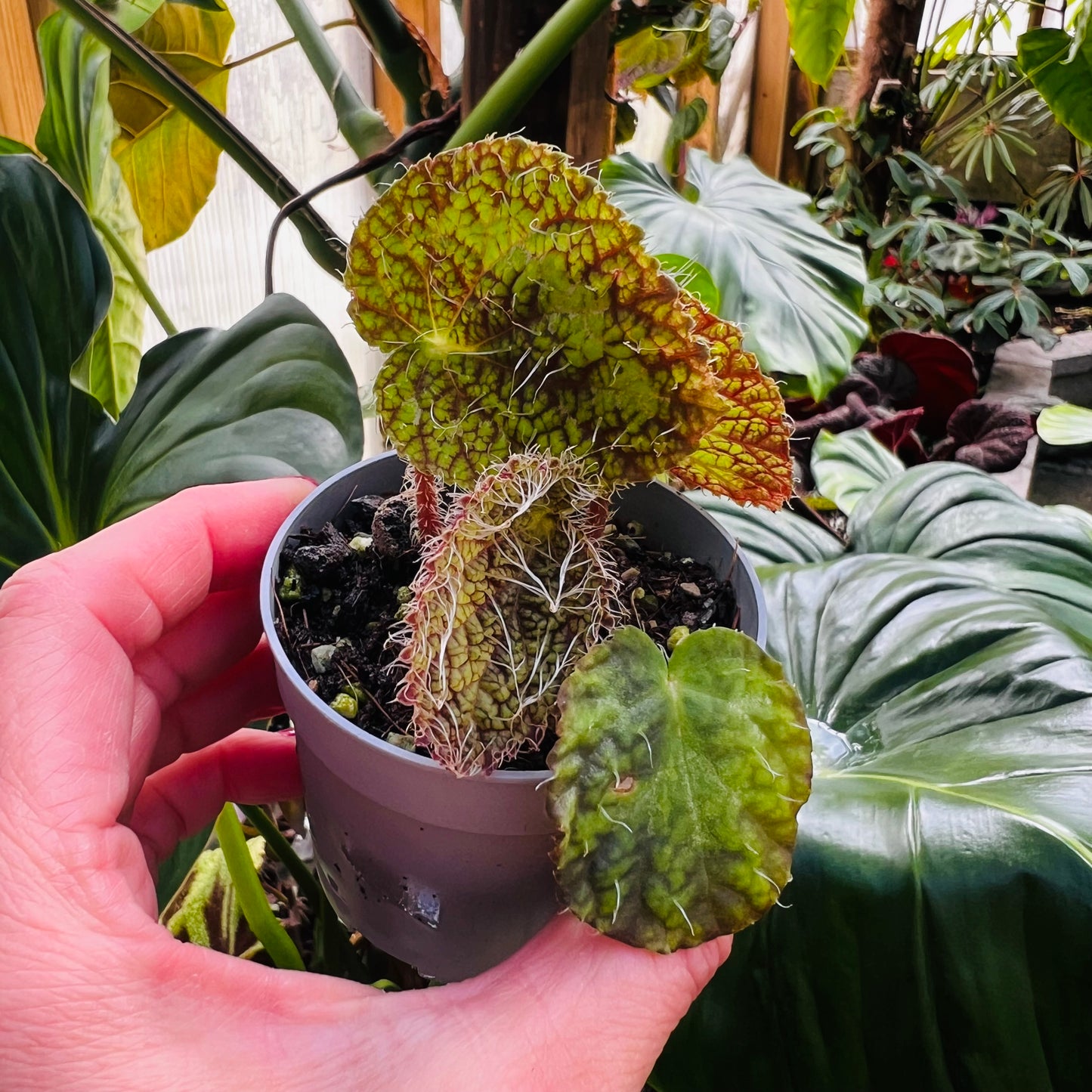 Begonia sizemoreae, 6 cm potte