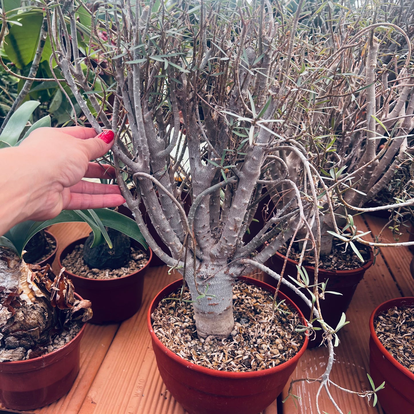 Euphorbia balsamifera, 20 cm potte