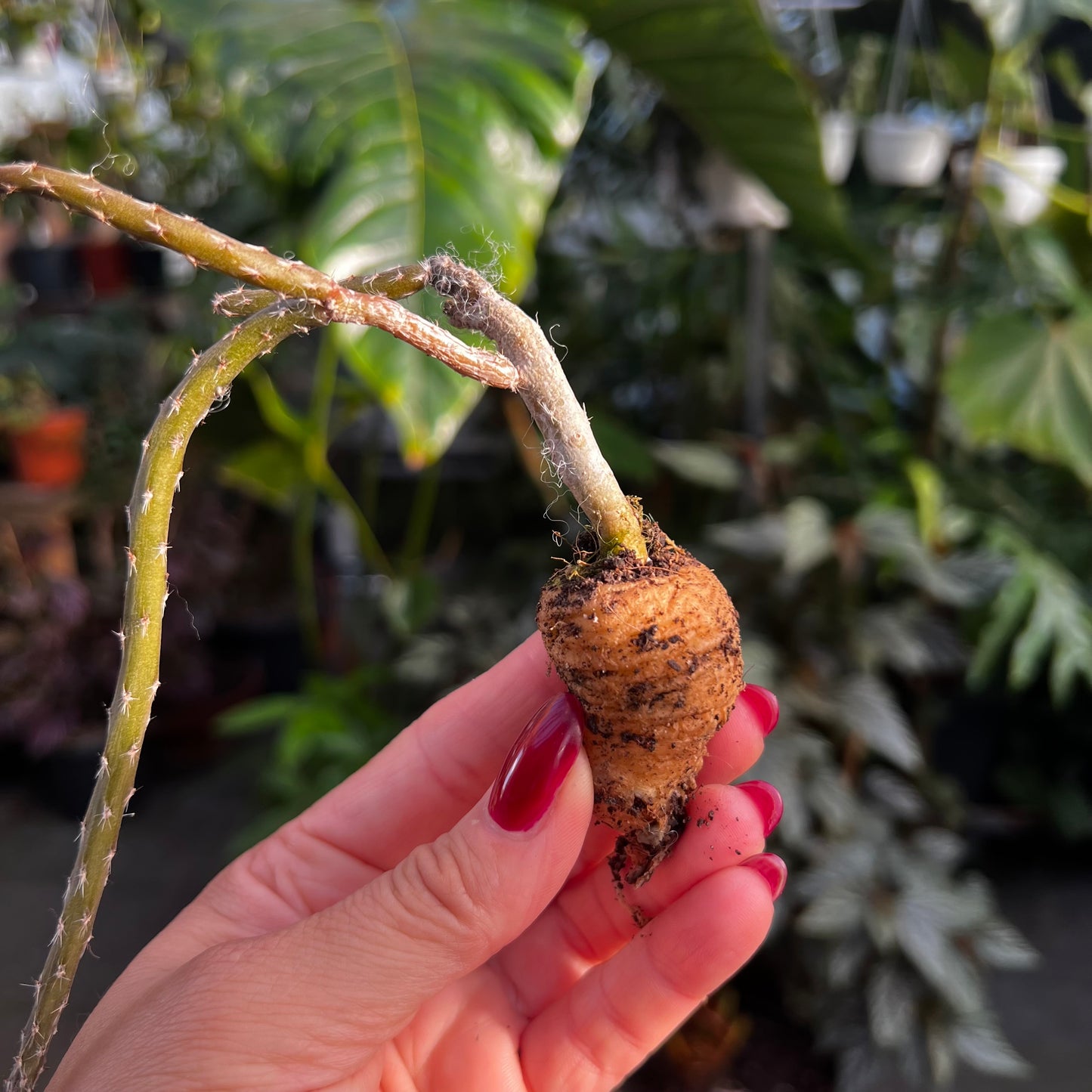 Pterocactus kuntzei, barroted plante