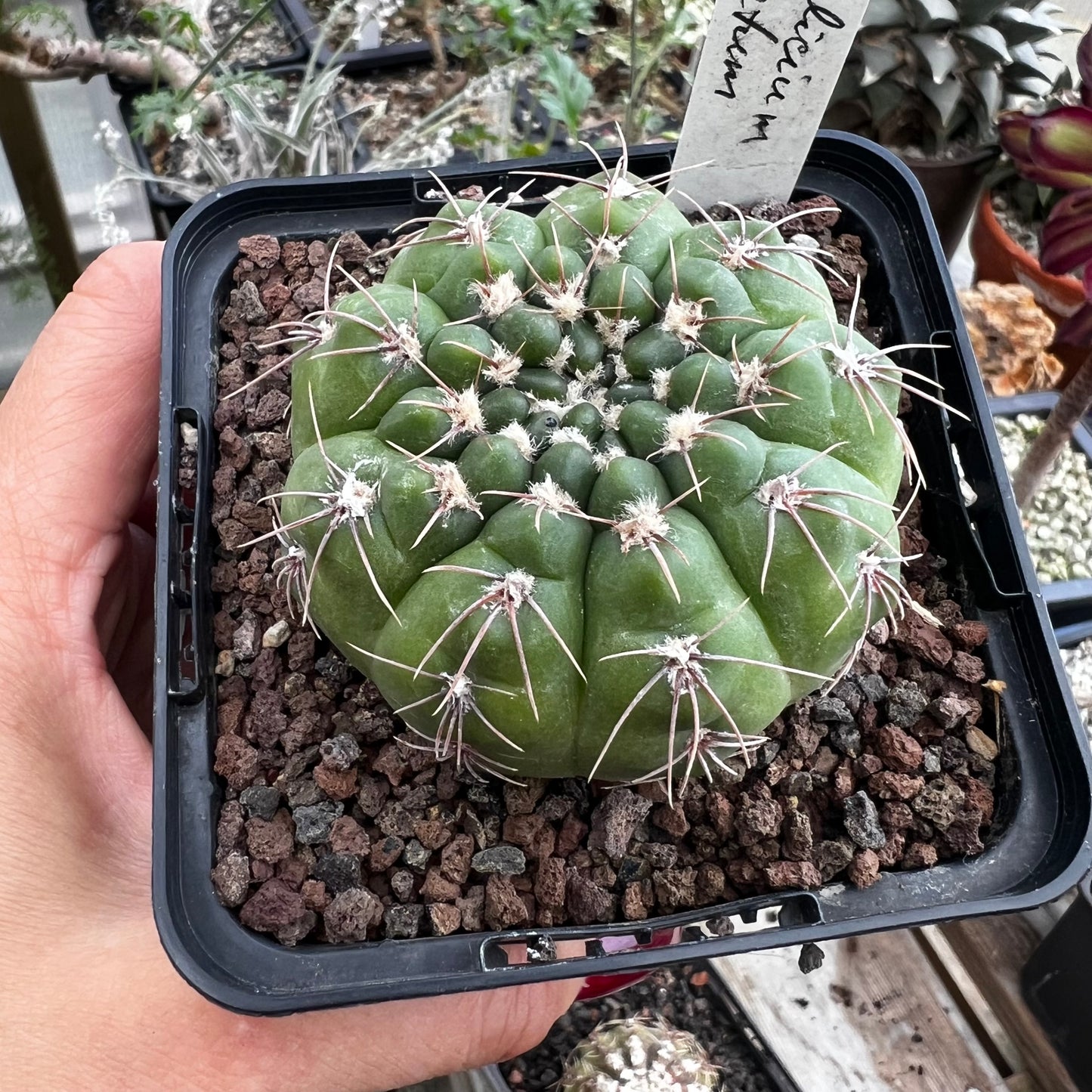 Gymnocalycium denudatum