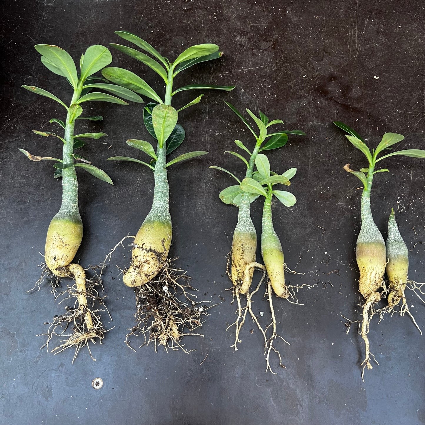 Adenium obesum, barroted plante