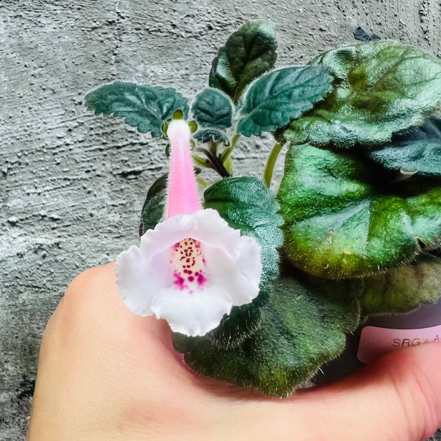 Sinningia SRG’s Albinozza hibrid 10