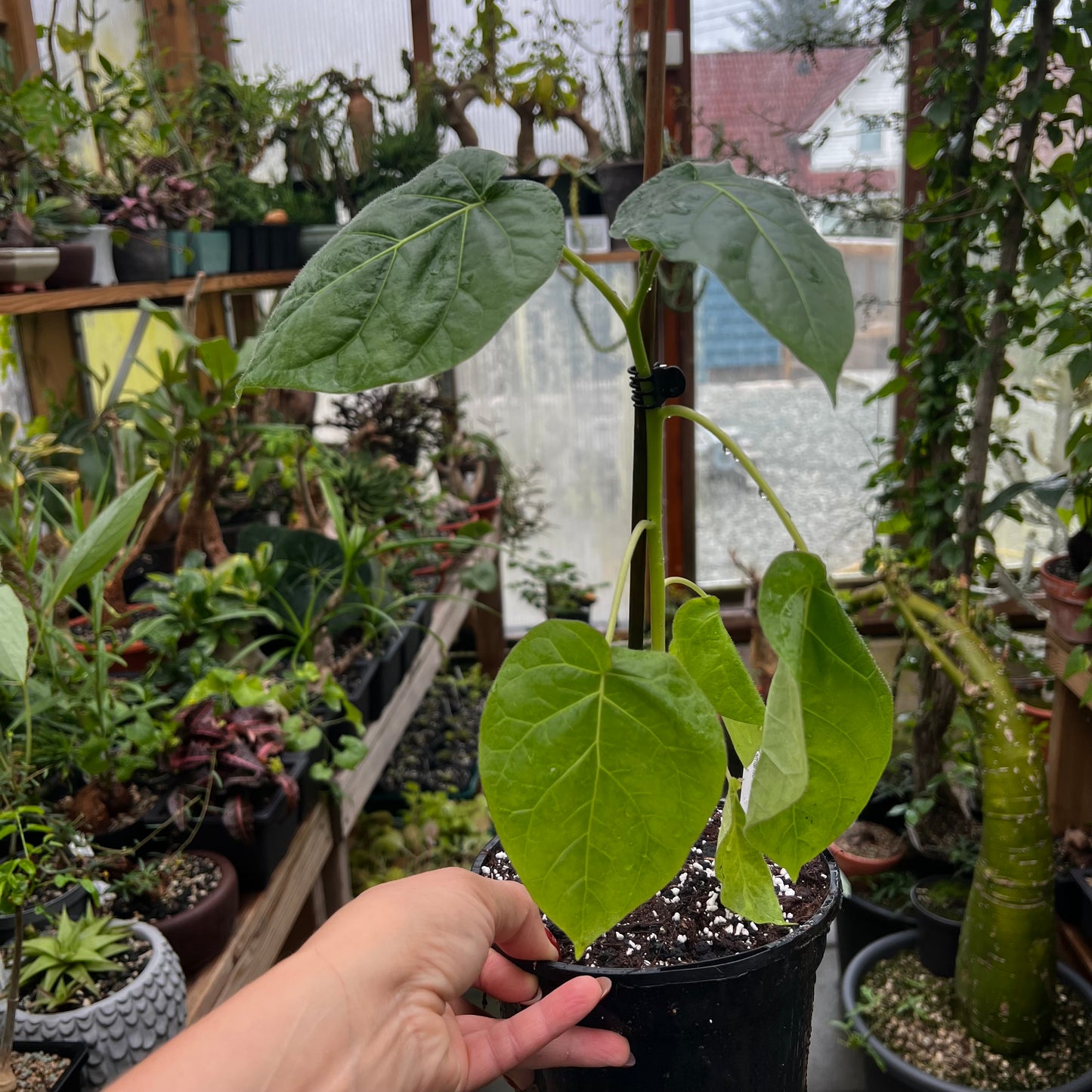 Solanum betaceum (Tamarillo), 15 cm potte