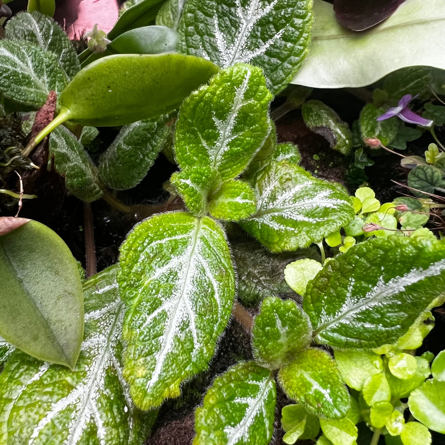 Episcia cupreata, uroted stikling