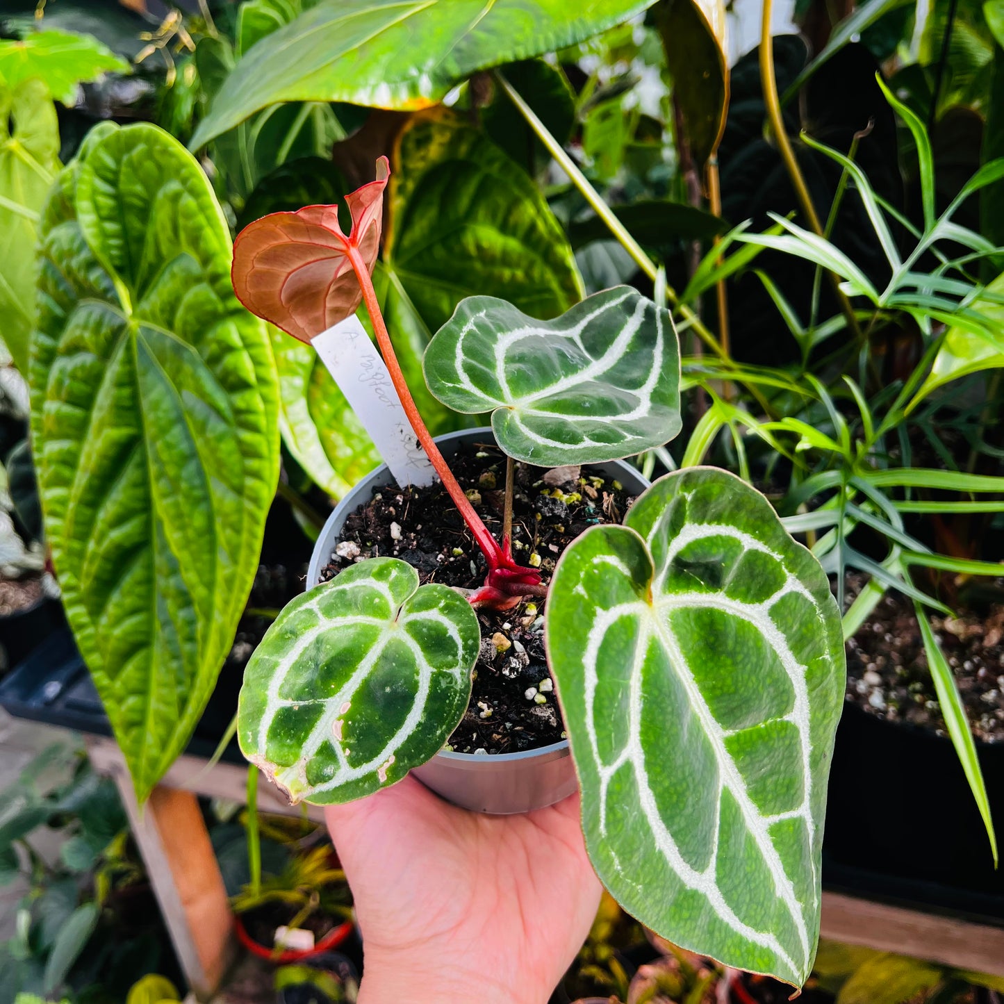 Anthurium Bigfoot x self