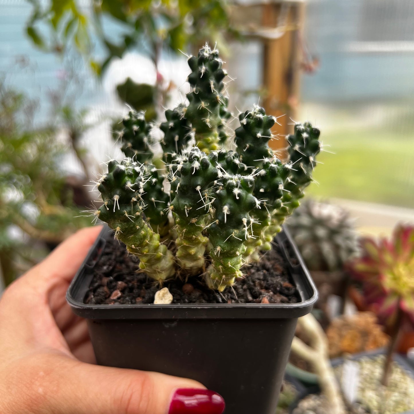 Puna subterranea