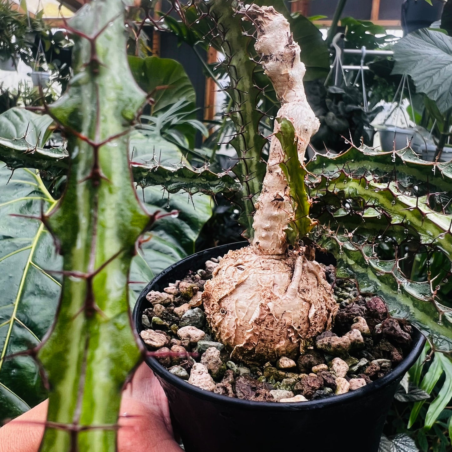 Euphorbia sp.Mutomo