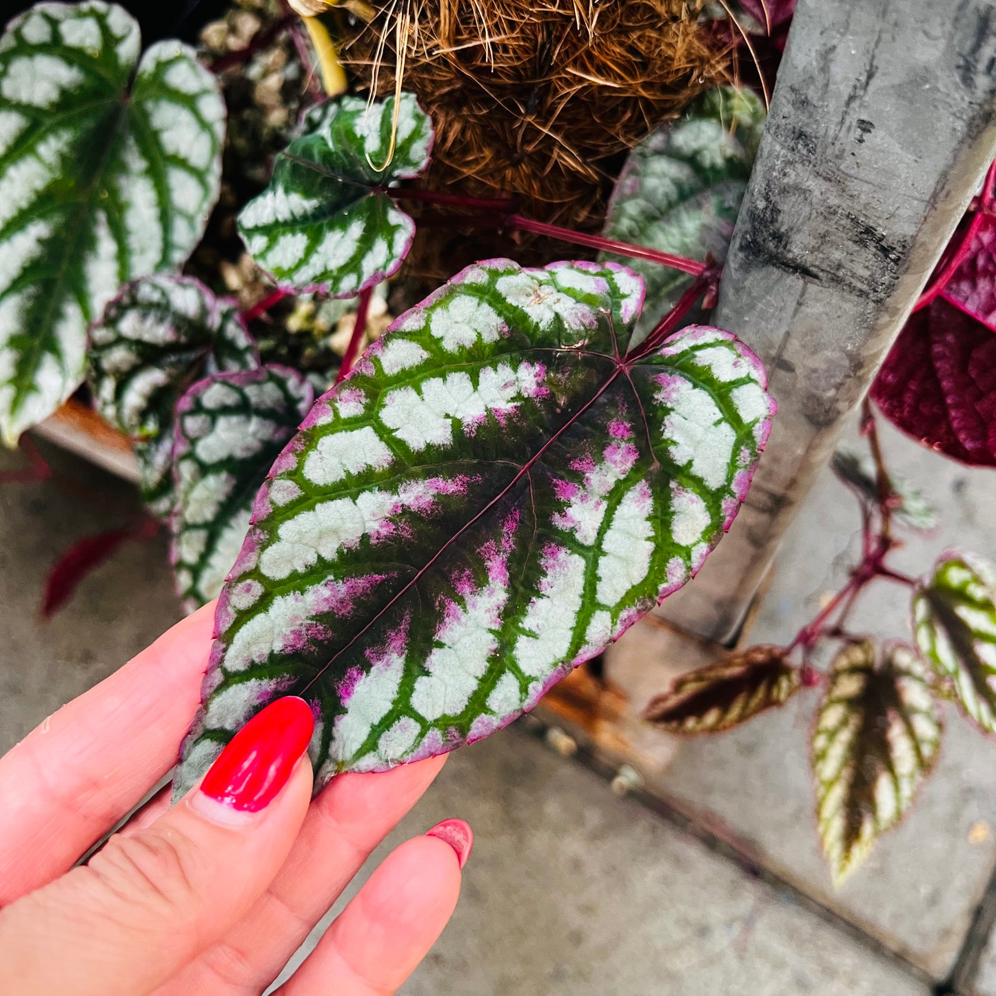 Cissus discolor, uroted stikling