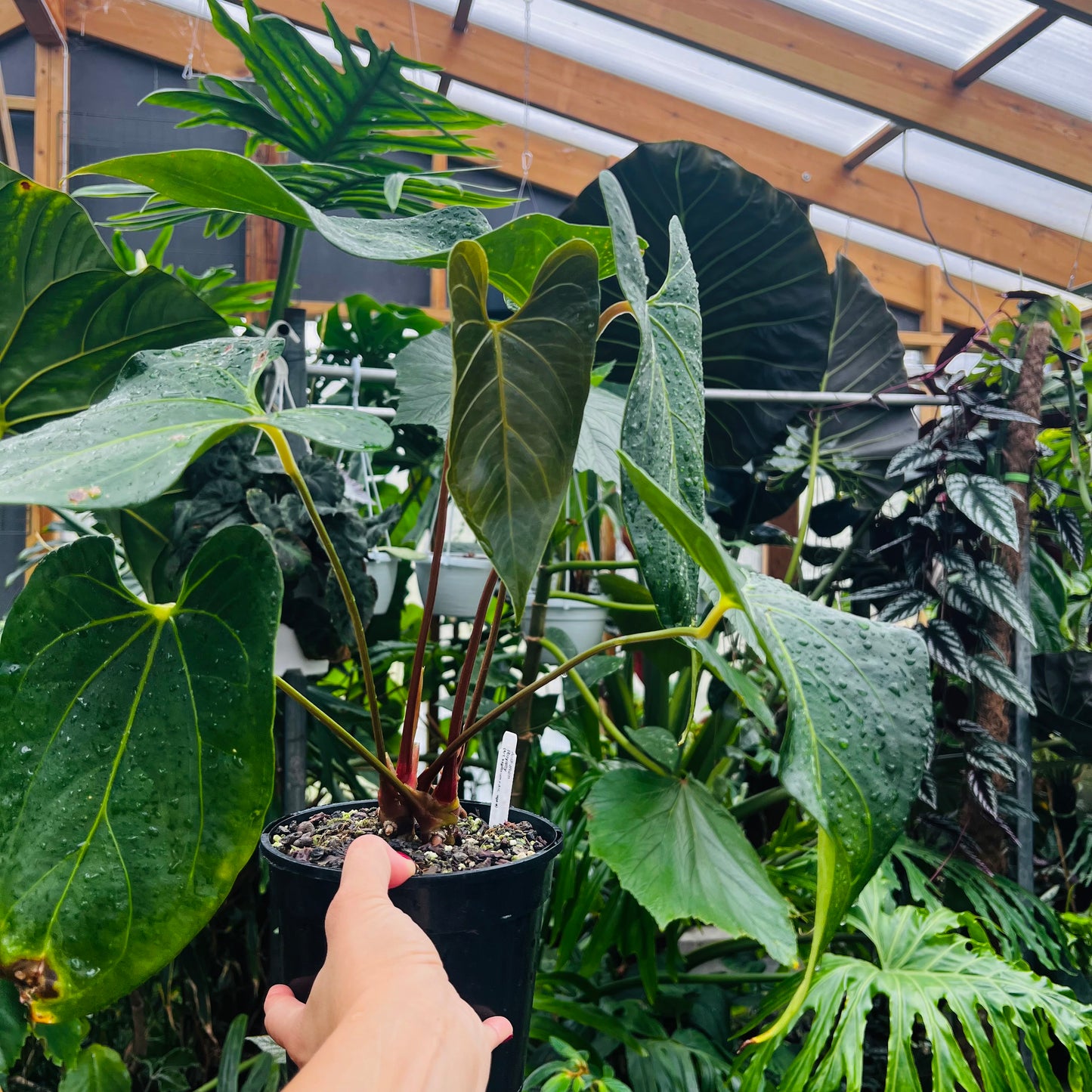 Anthurium Royalty