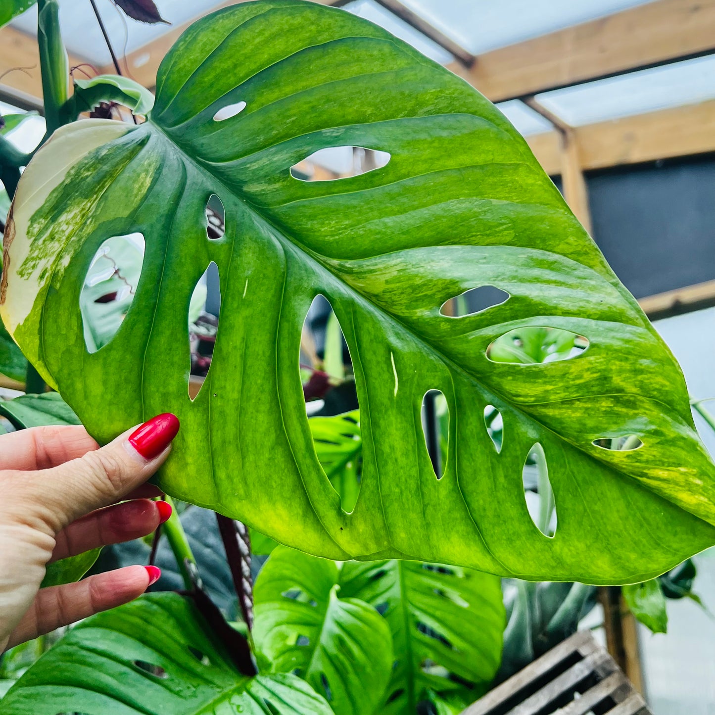 Monstera adansonii, uroted stikling