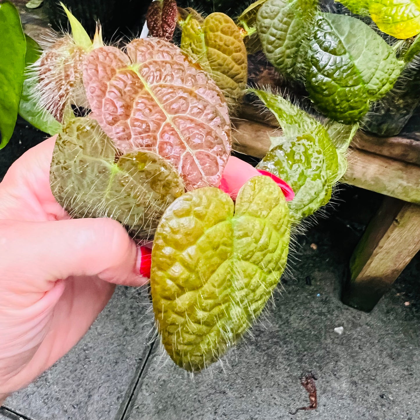 Ficus villosa, uroted stikling