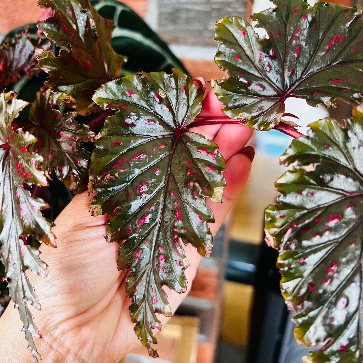 Begonia serratipetala, uroted stikling