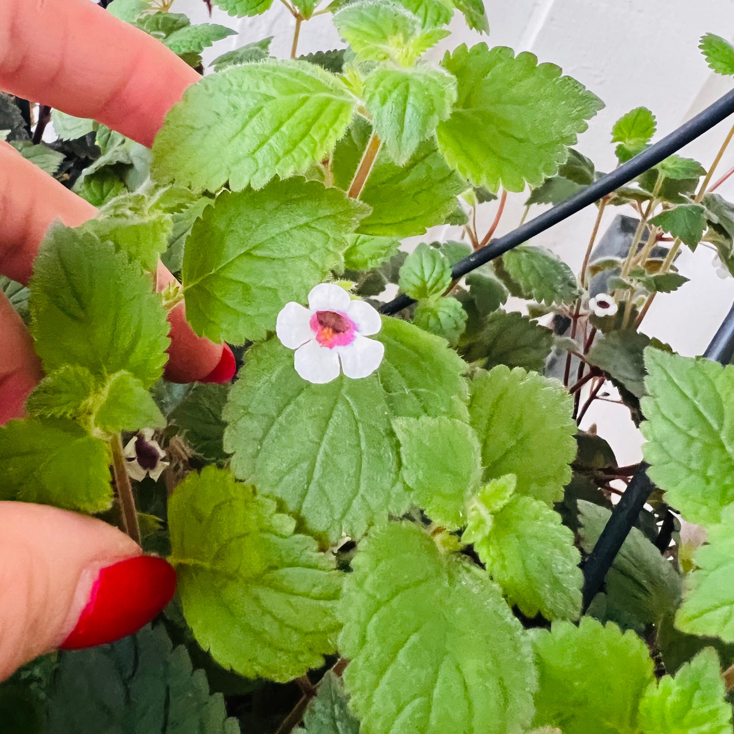 Achimenes misera, uroted stikling