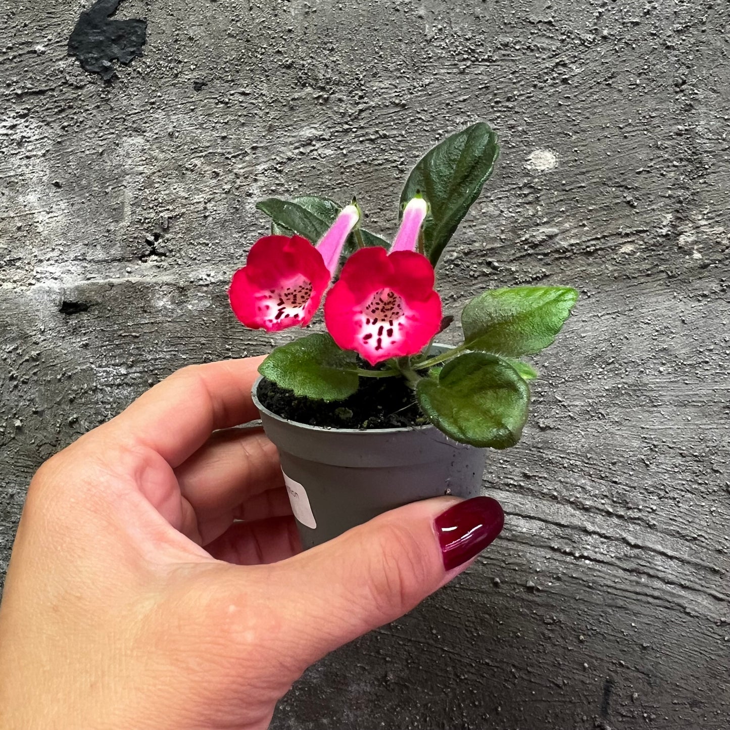 Sinningia SRG’s Peach Eruption hibrid 7