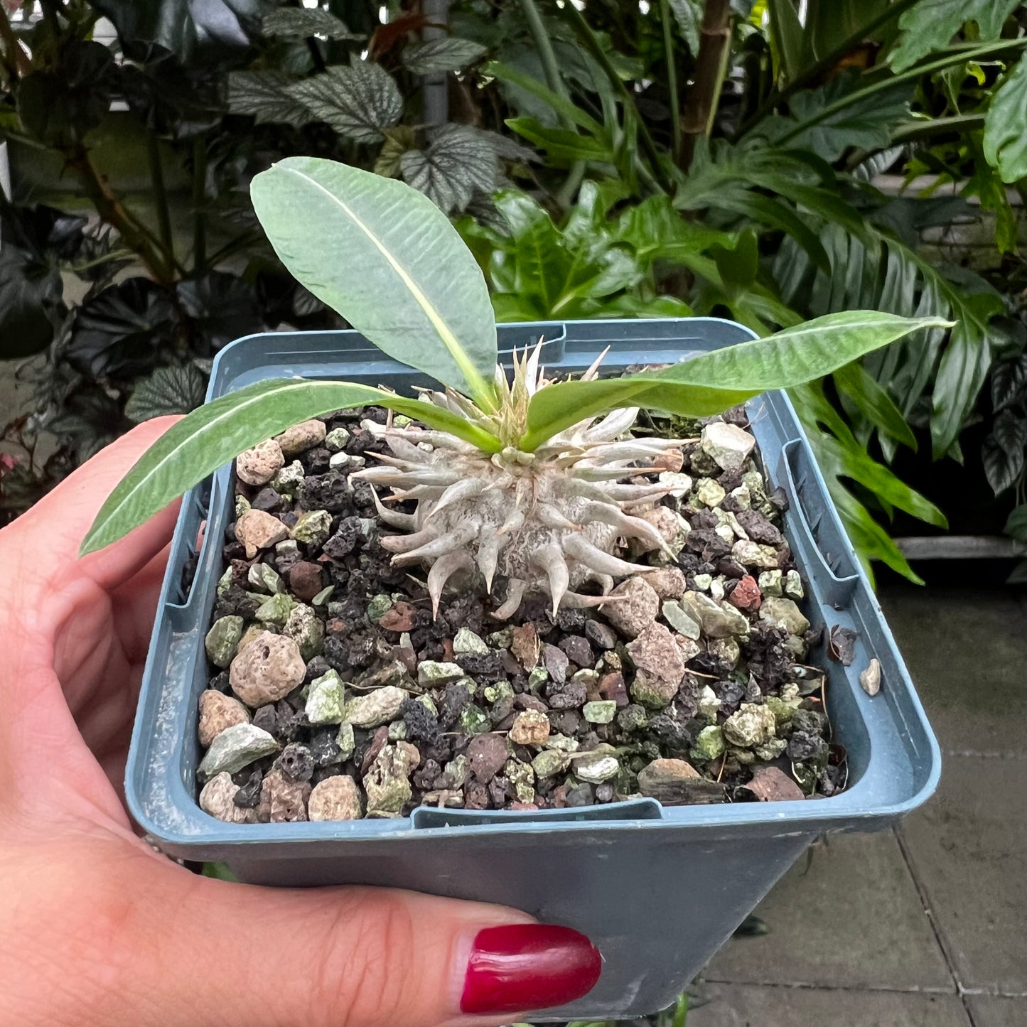 Pachypodium leucoxanthum