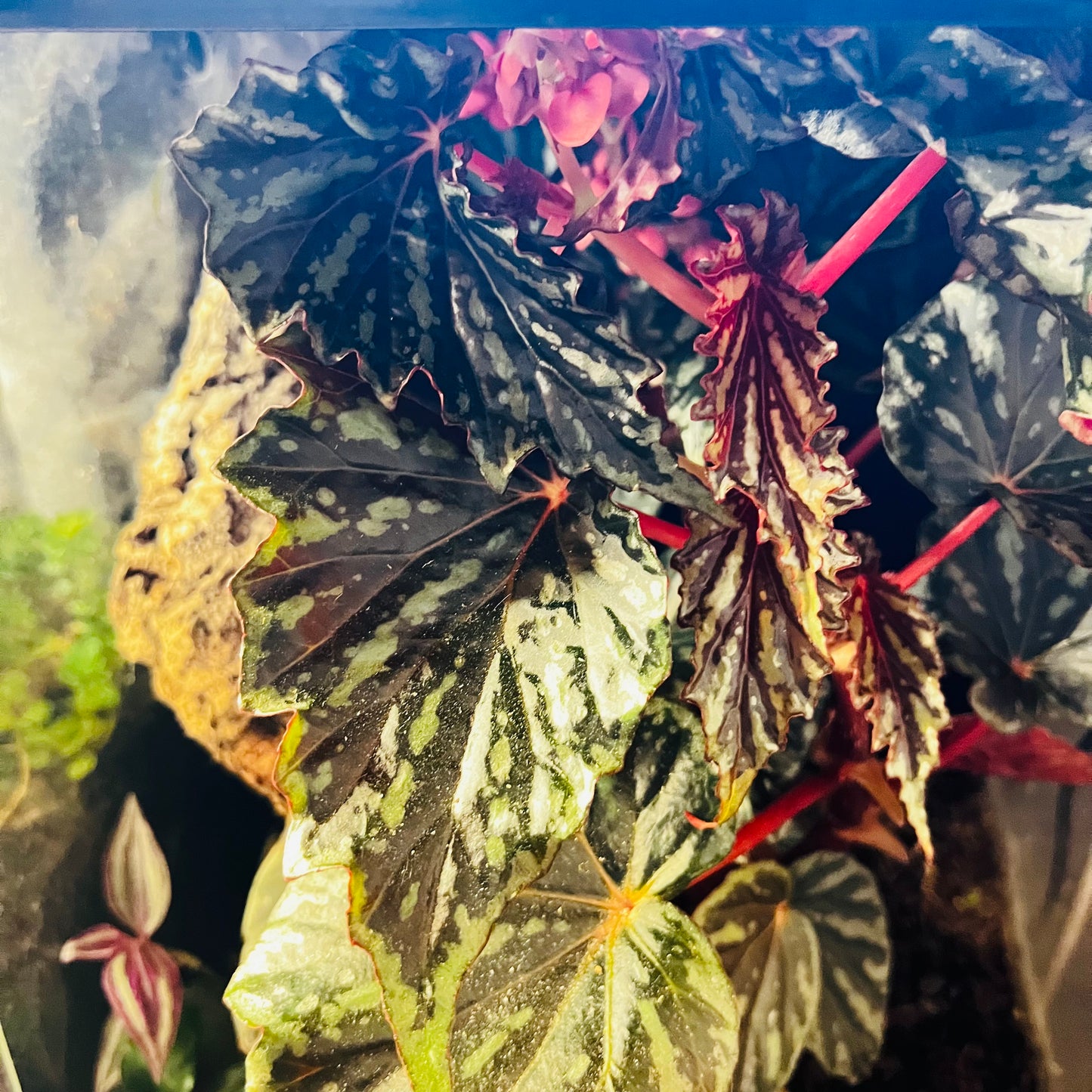 Begonia Irian Jaya, uroted stikling