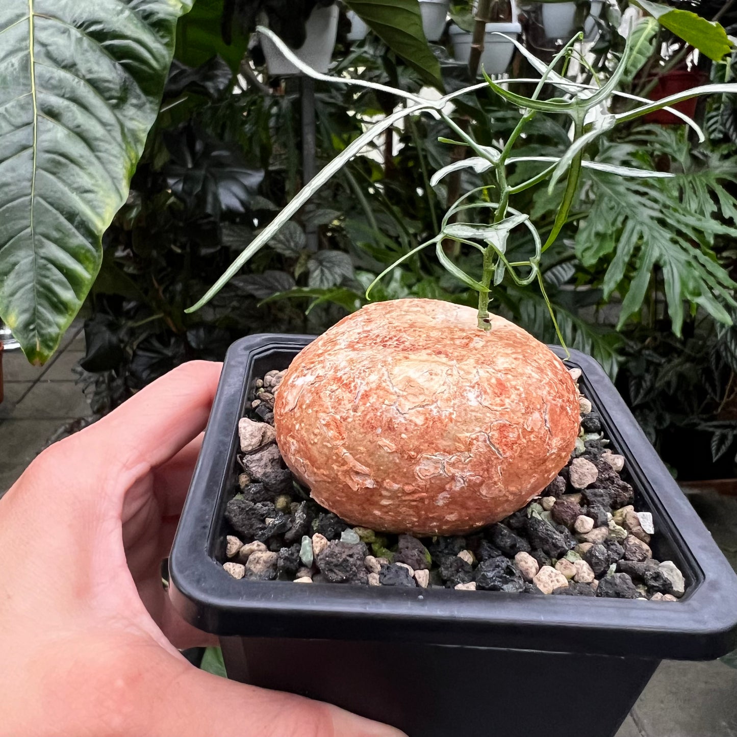 Adenia kirkii
