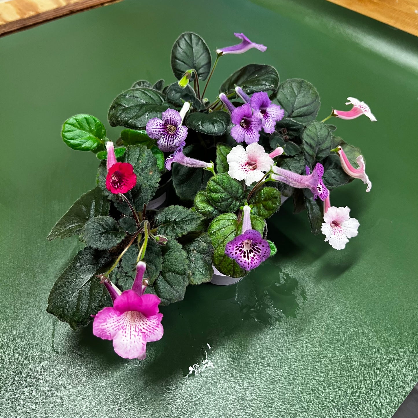 Sinningia pakke med 5 planter