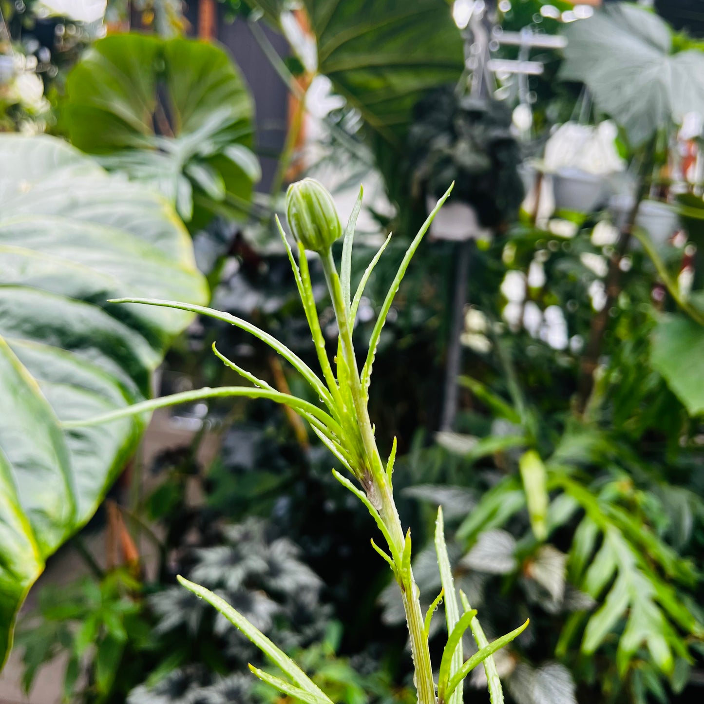 Kleinia sp.Bamba