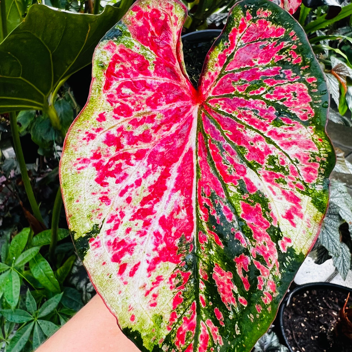 Caladium hybrid 11
