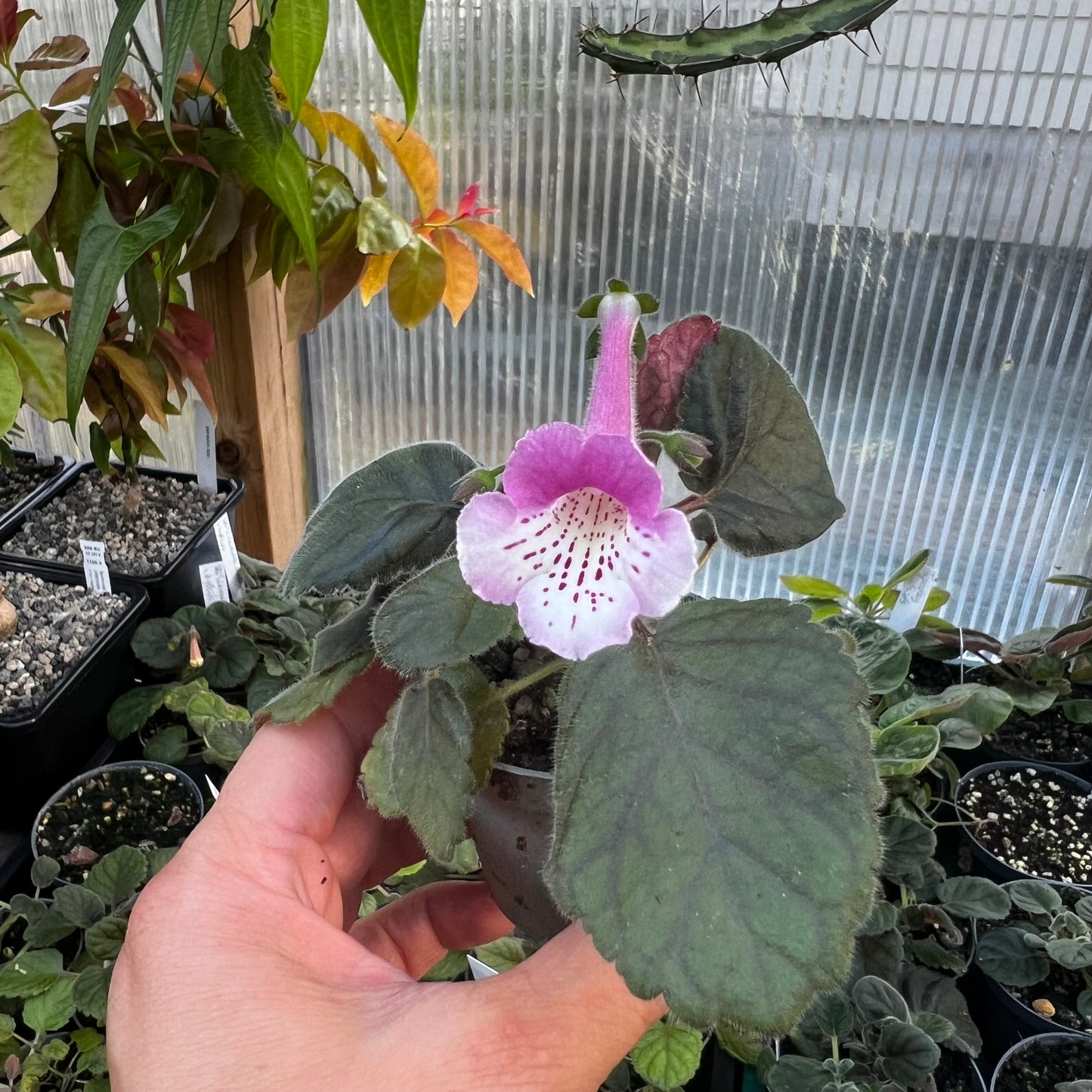 Sinningia SRG’s Lavender Eruption hibrid 4
