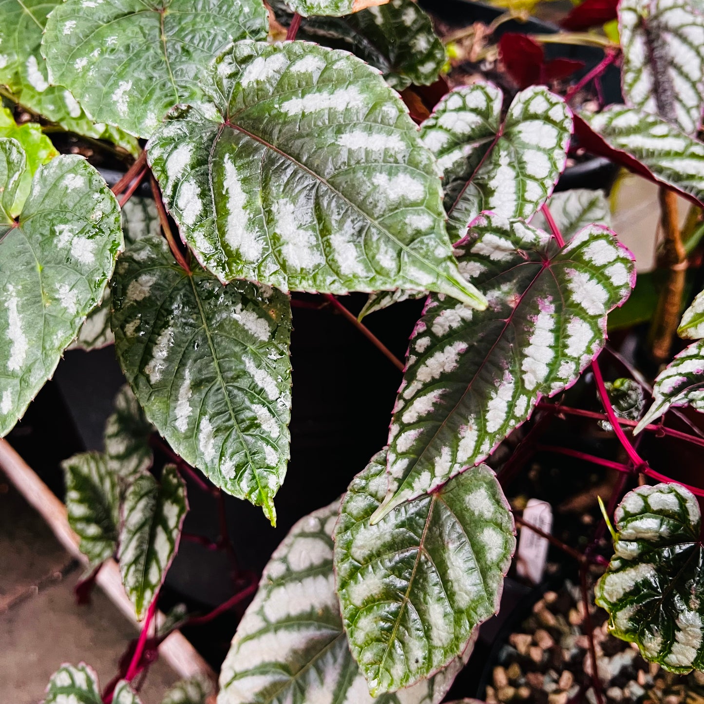Cissus discolor, uroted stikling