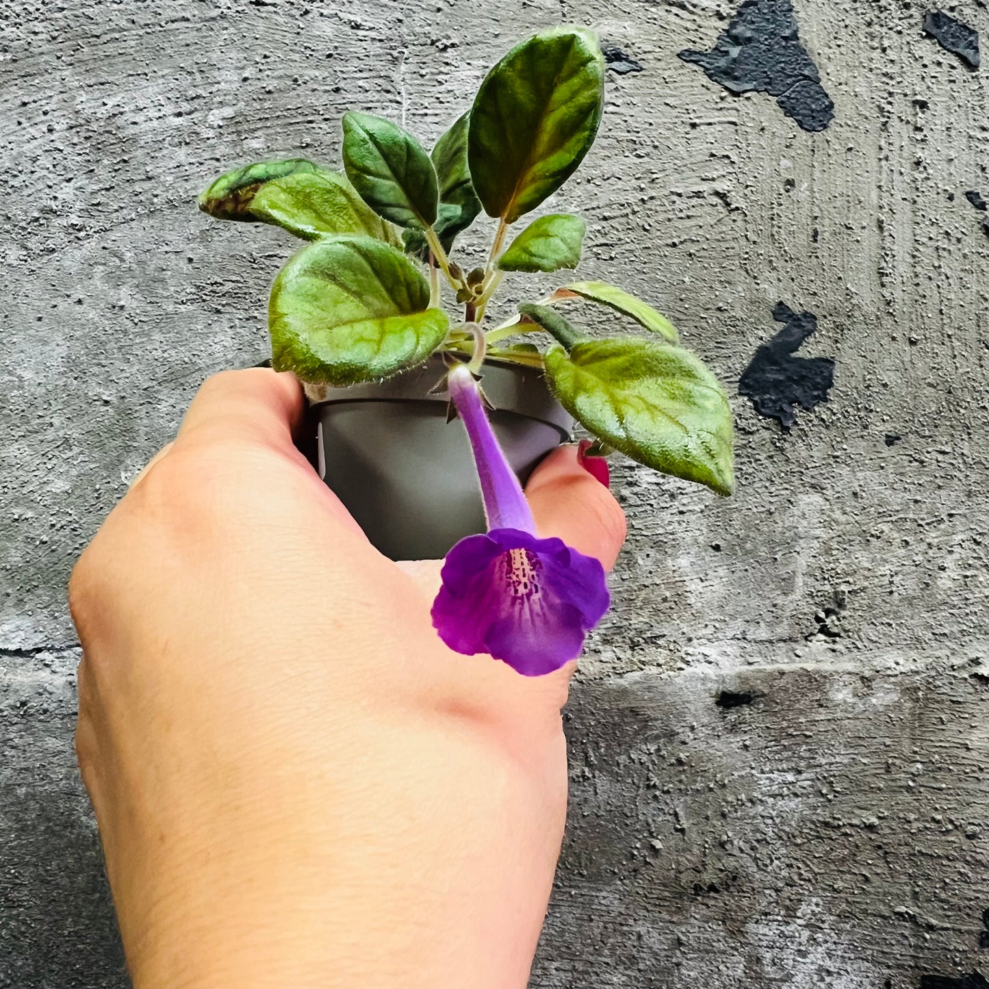 Sinningia SRG’s Paprika hibrid 3