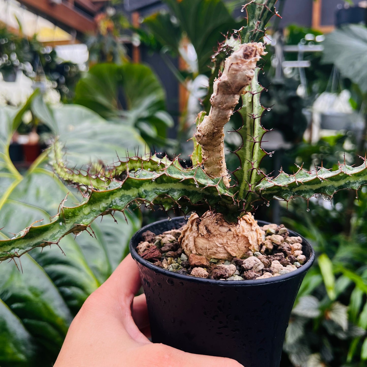 Euphorbia sp.Mutomo