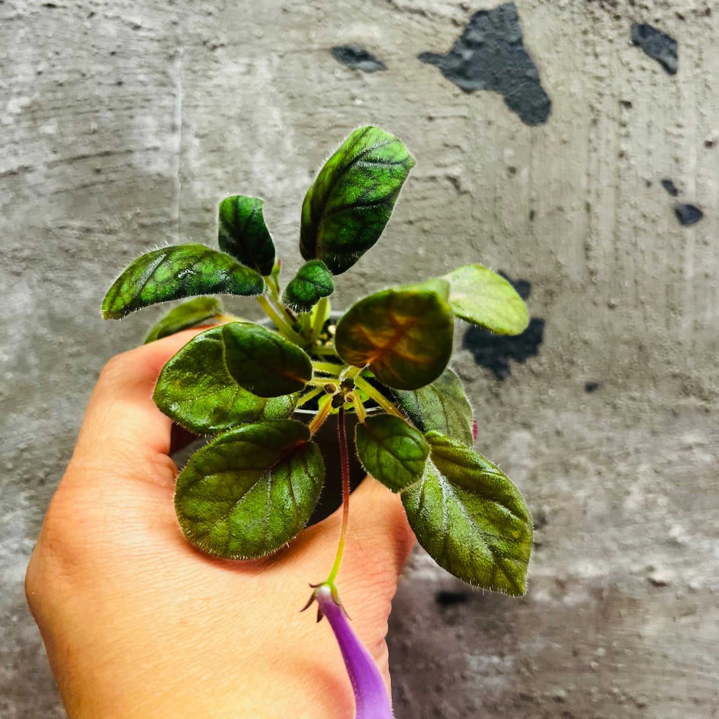 Sinningia SRG’s Paprika hibrid 3