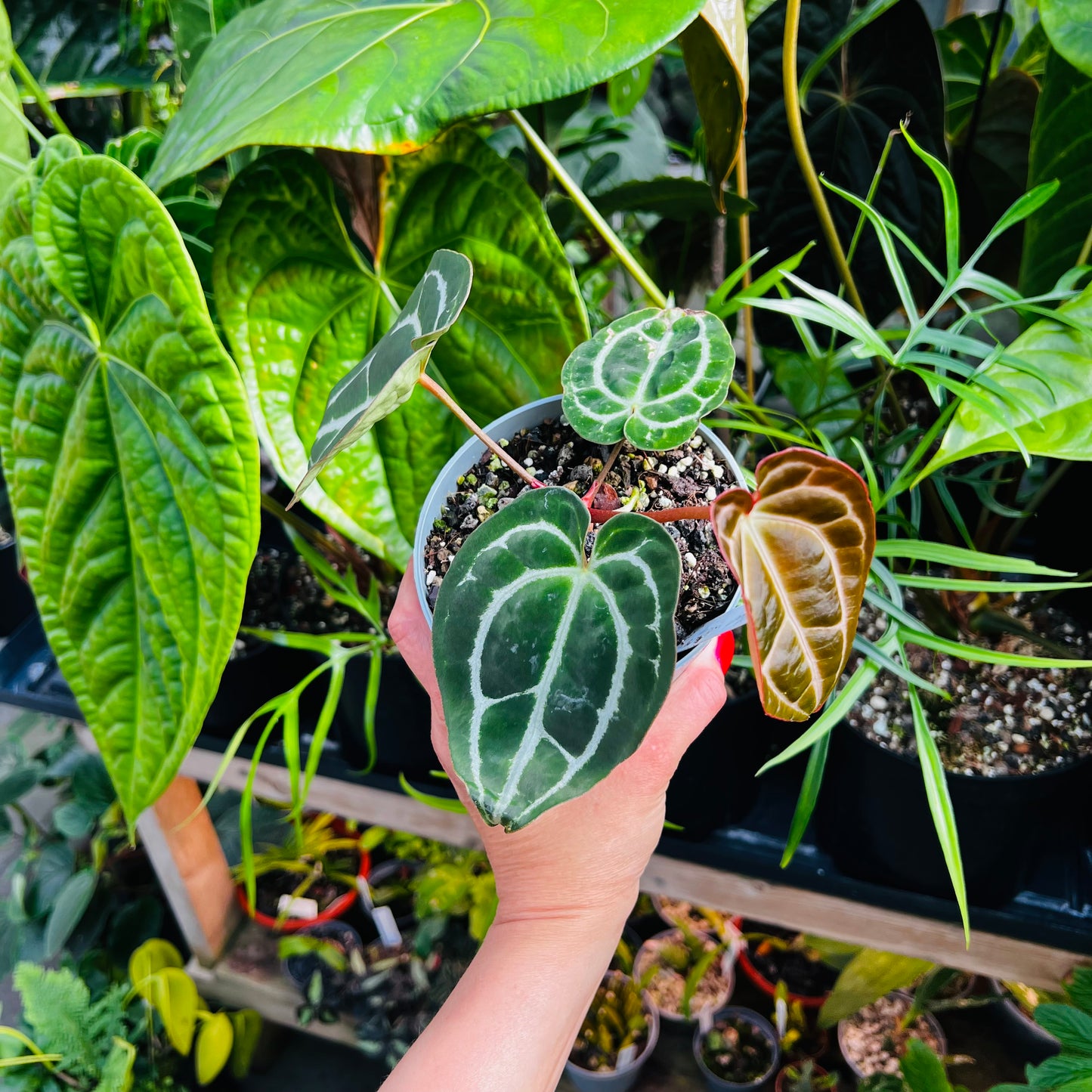 Anthurium Bigfoot x self