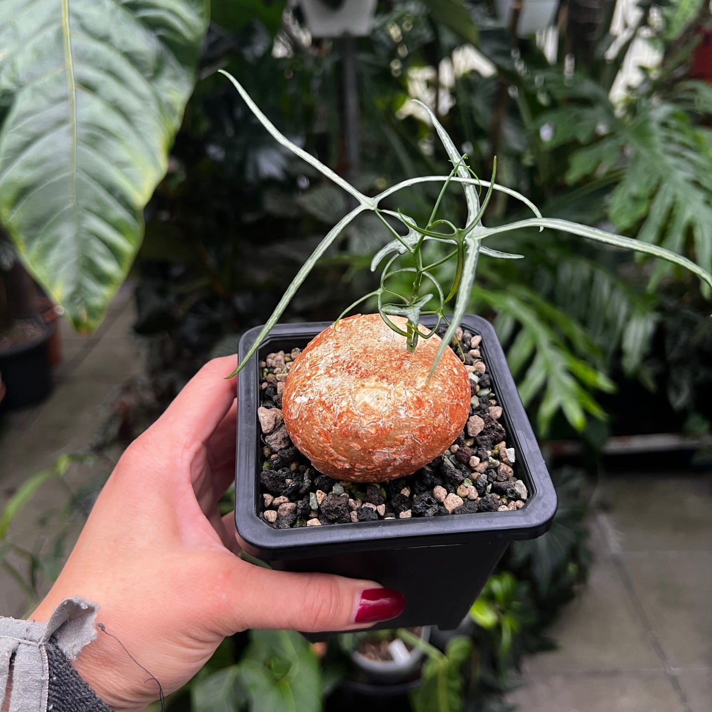 Adenia kirkii