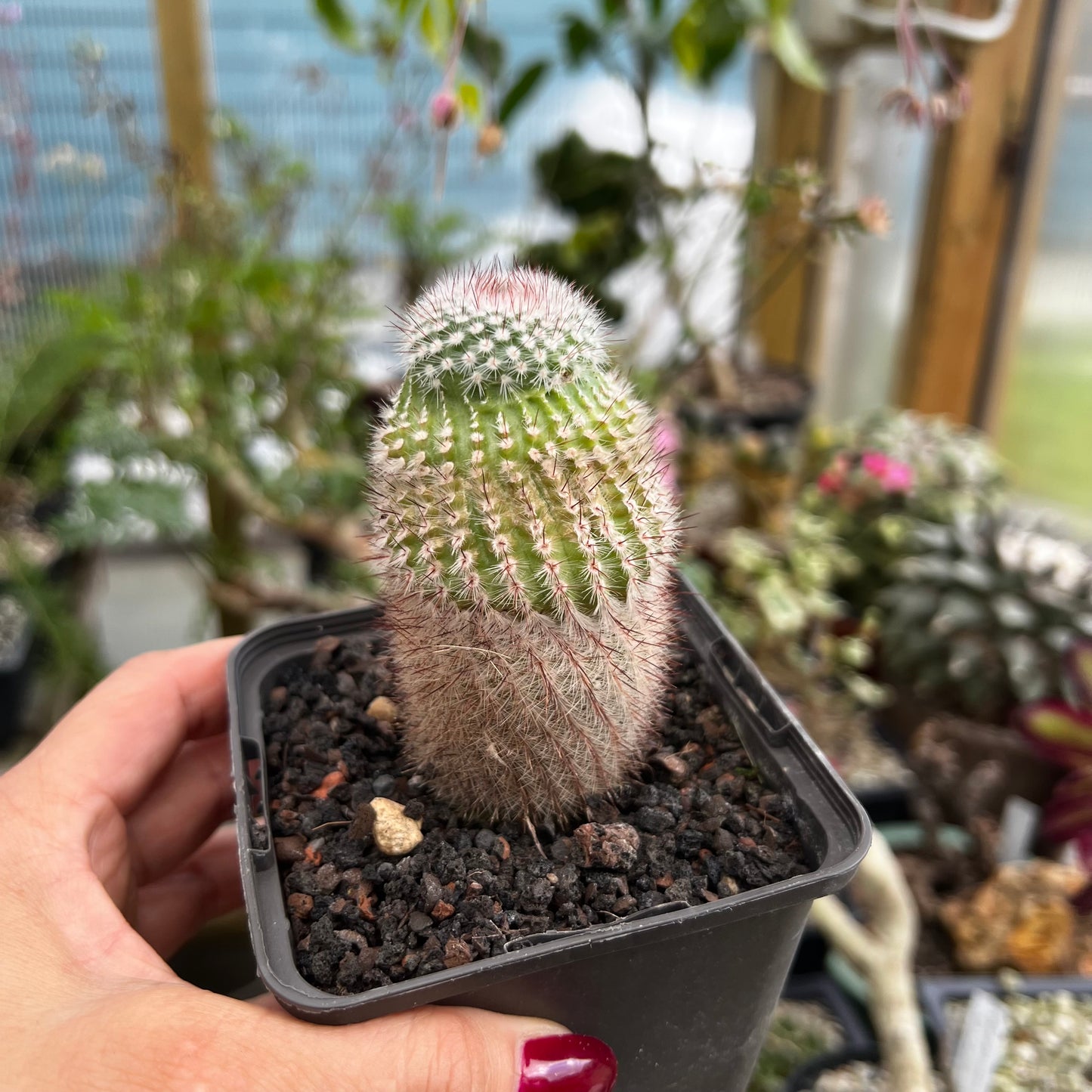 Parodia scopa