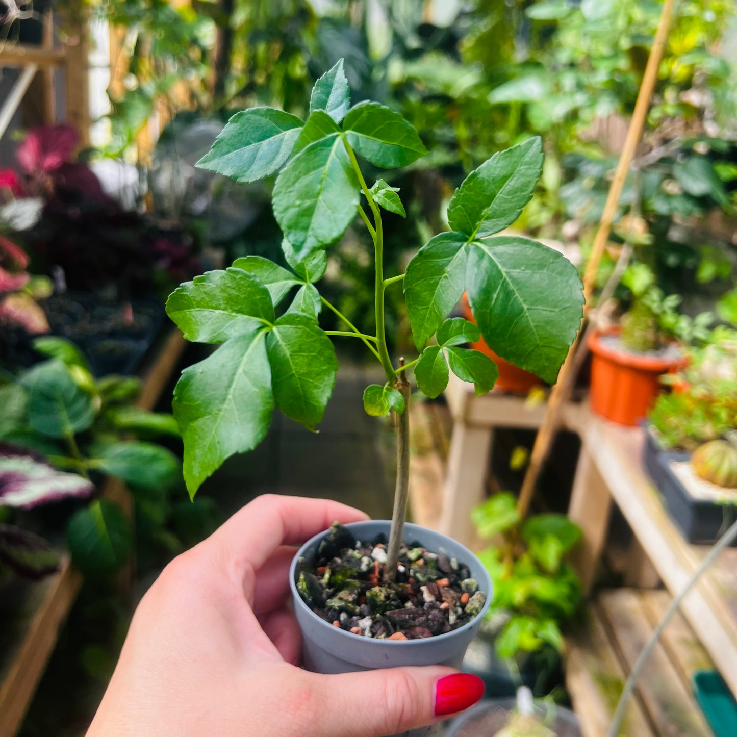 Commiphora sp.Longobaya, 6 cm potte