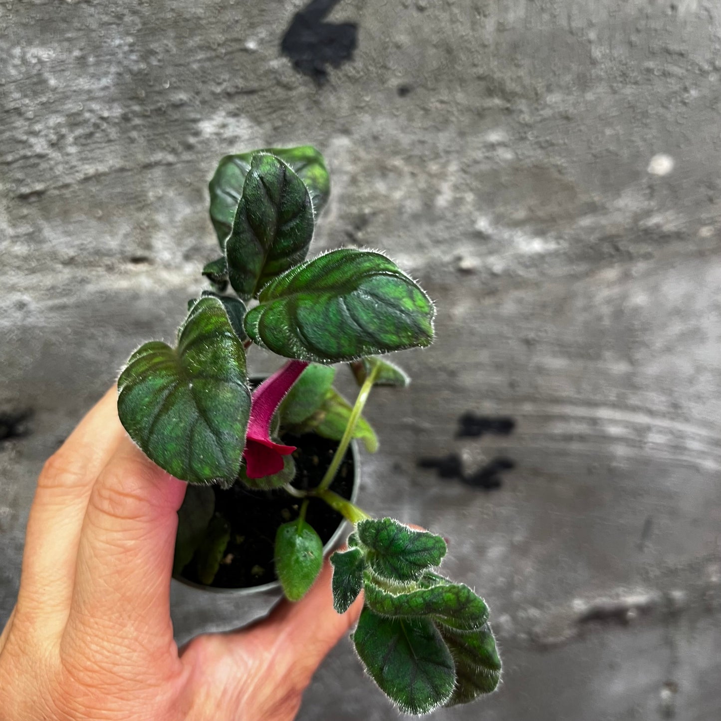 Sinningia SRG’s Paprika hibrid 5