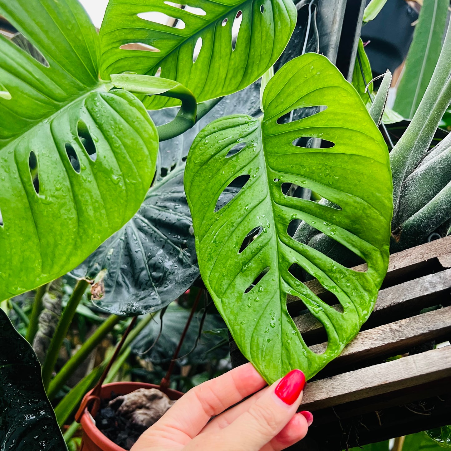 Monstera adansonii, uroted stikling