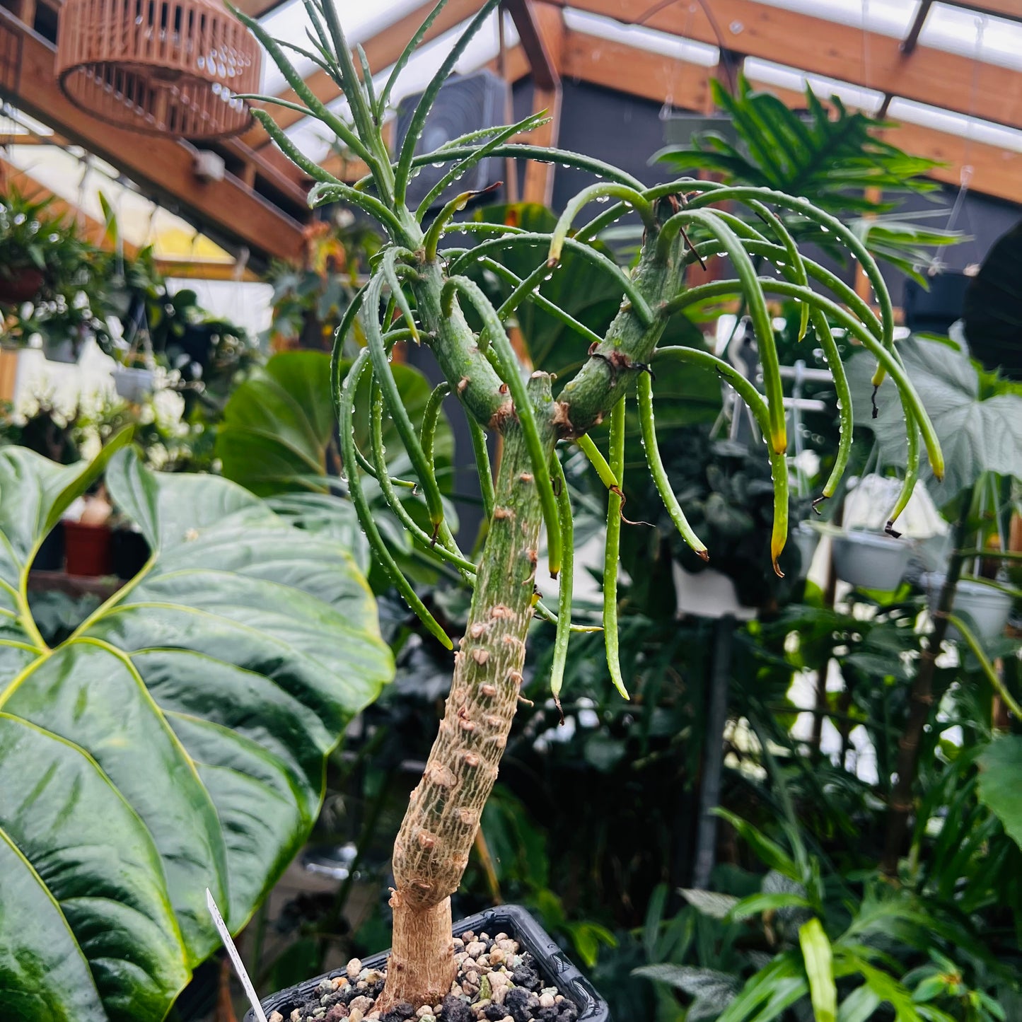 Kleinia sp.Bamba