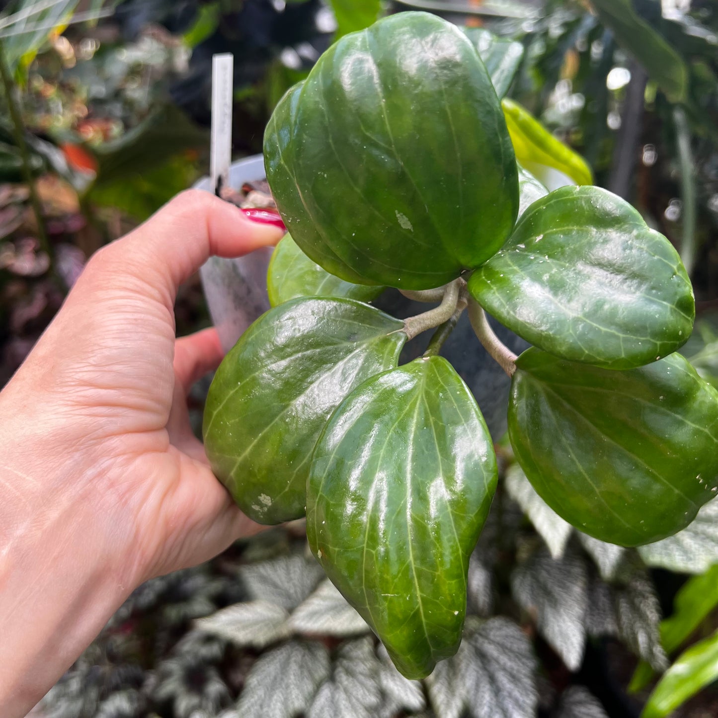 Hoya merillii