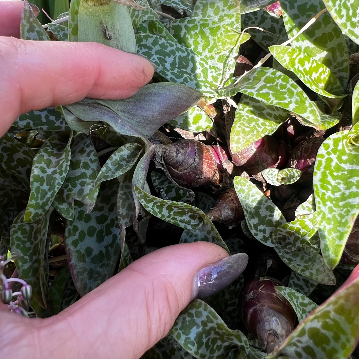Ledebouria socialis 1, uroted delning