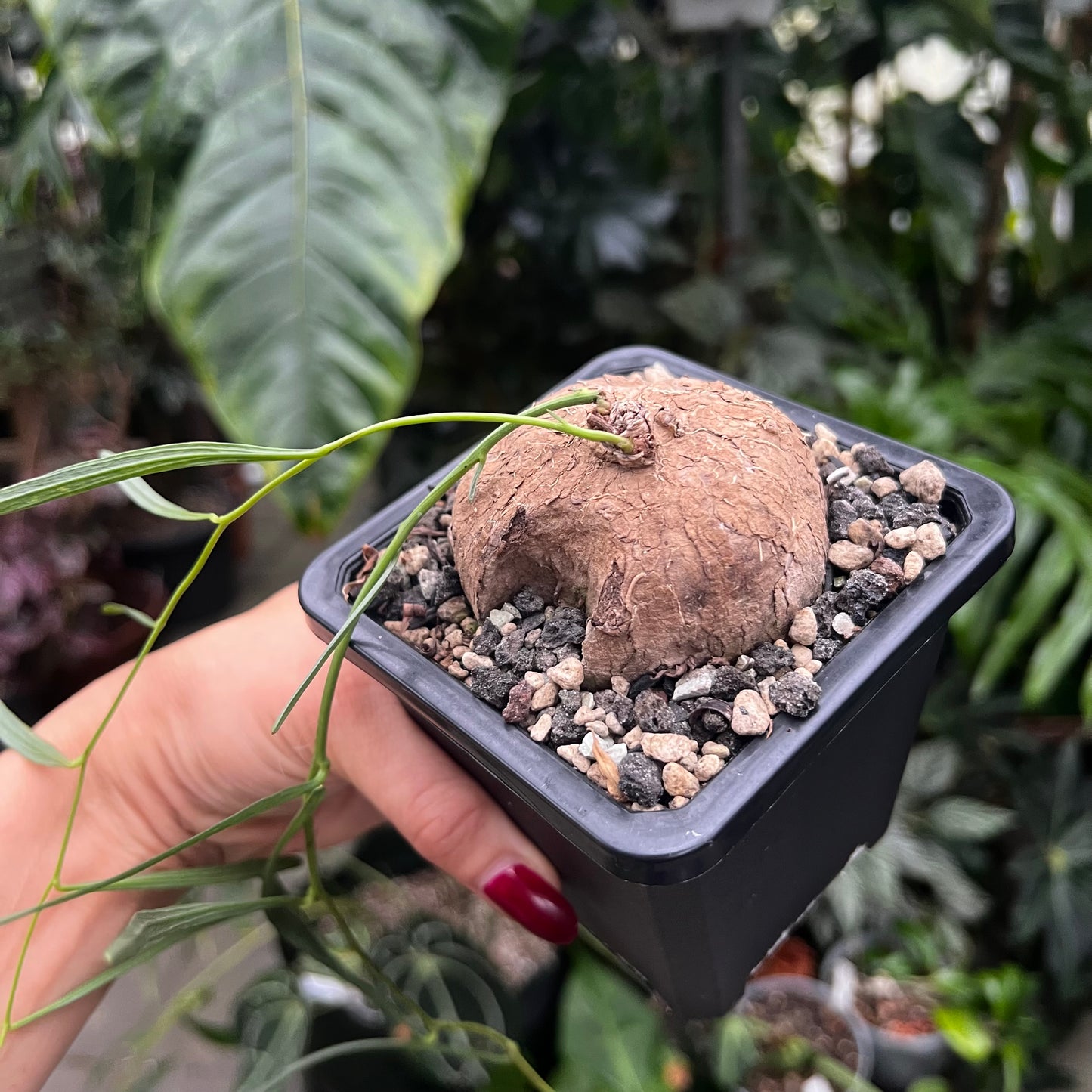 Ipomoea sp.