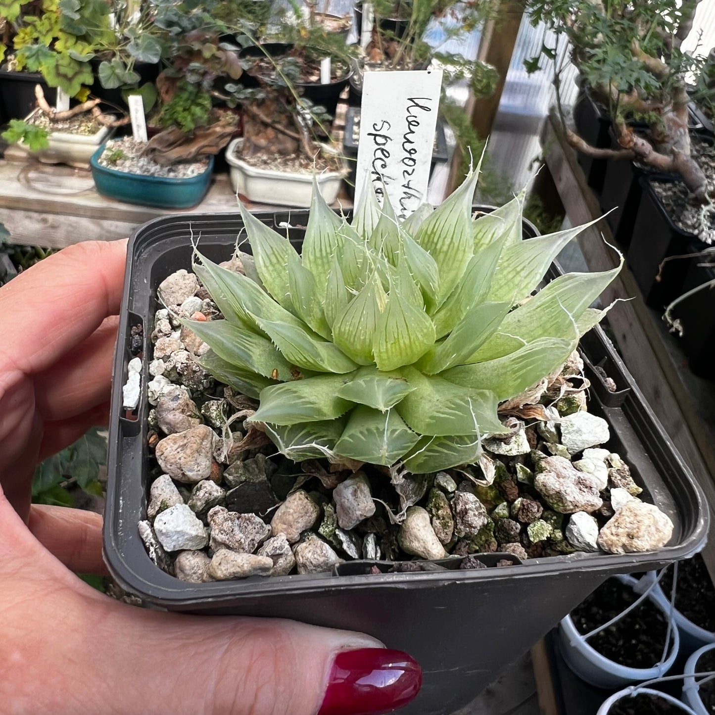 Haworthia specksii