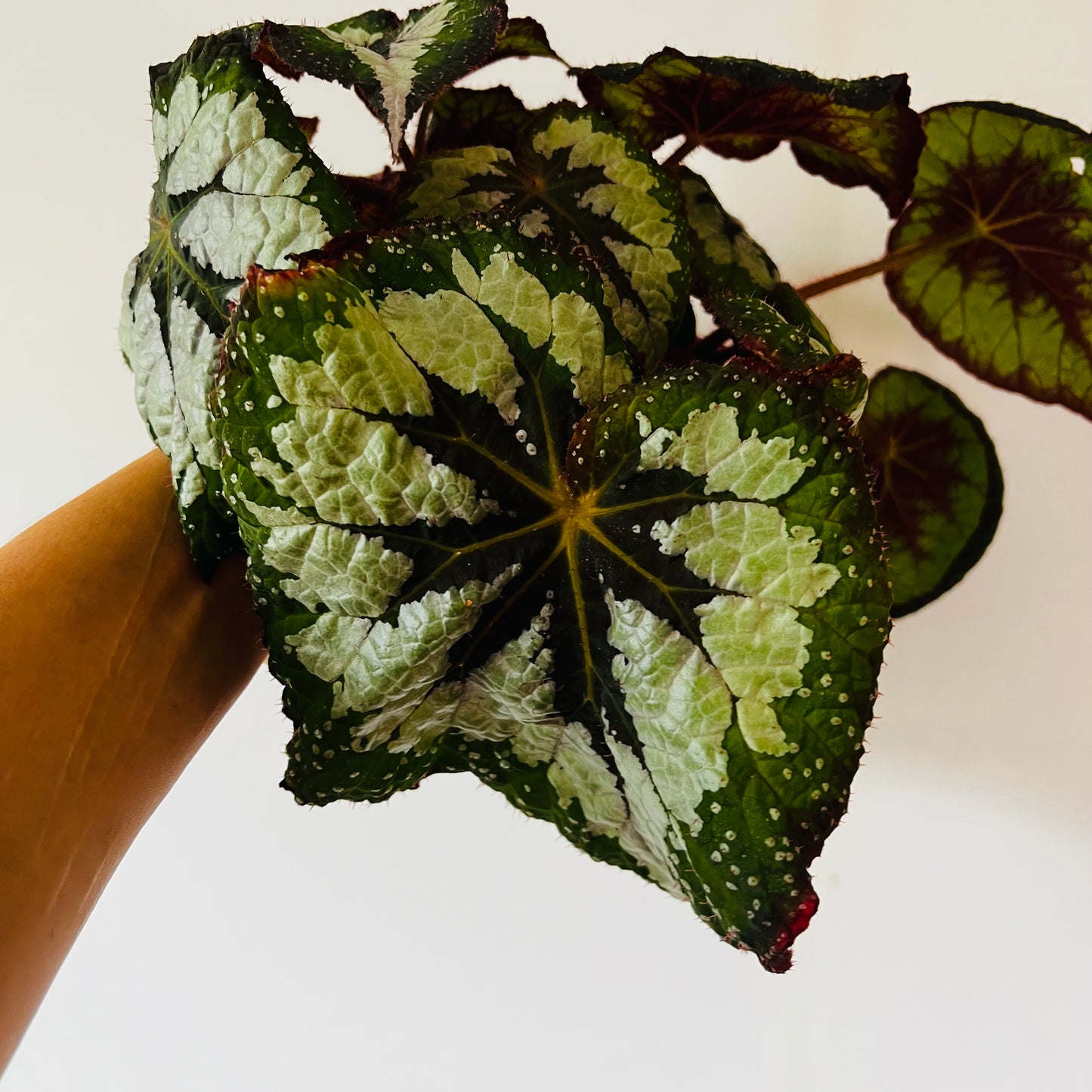 Begonia Victoria