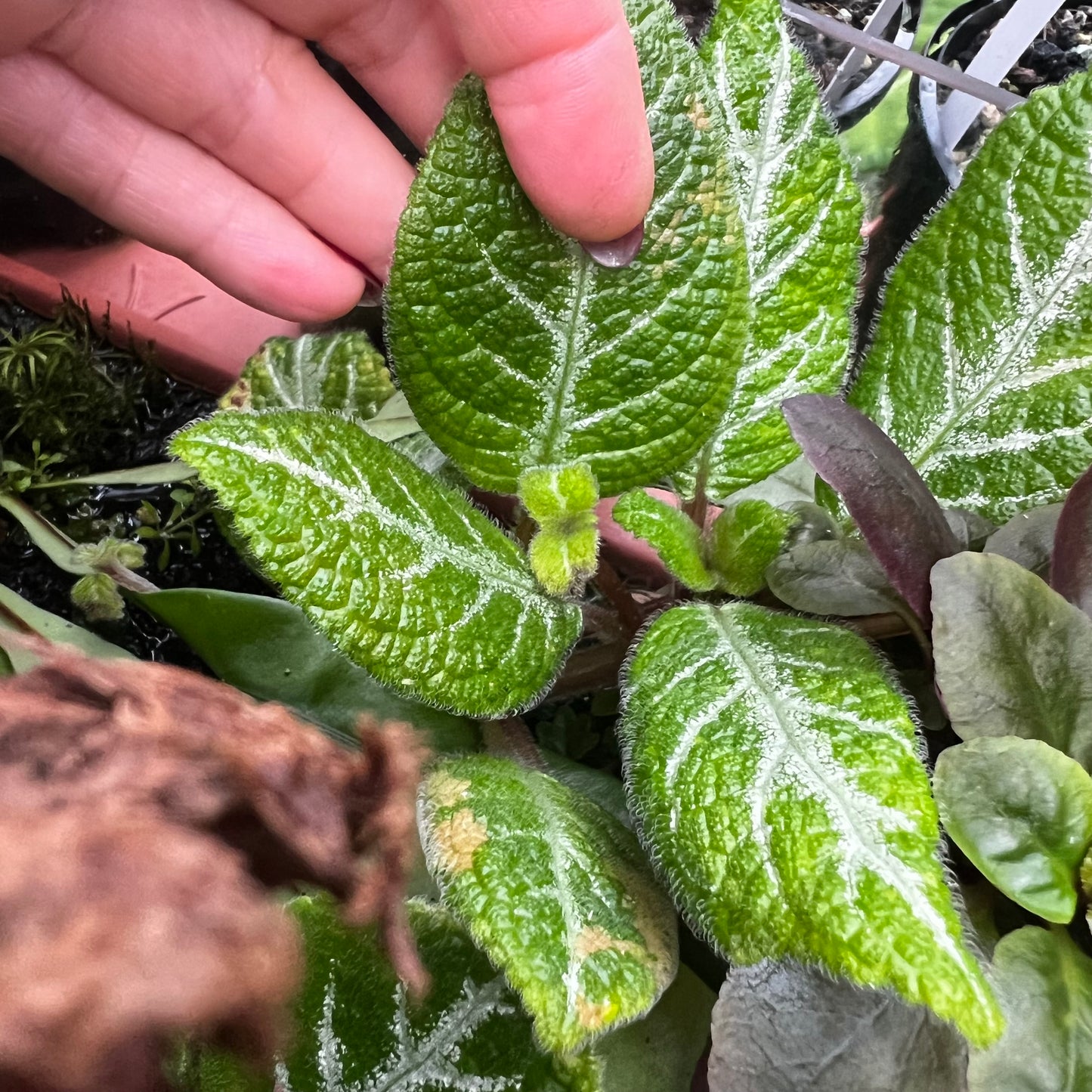Episcia cupreata, uroted stikling