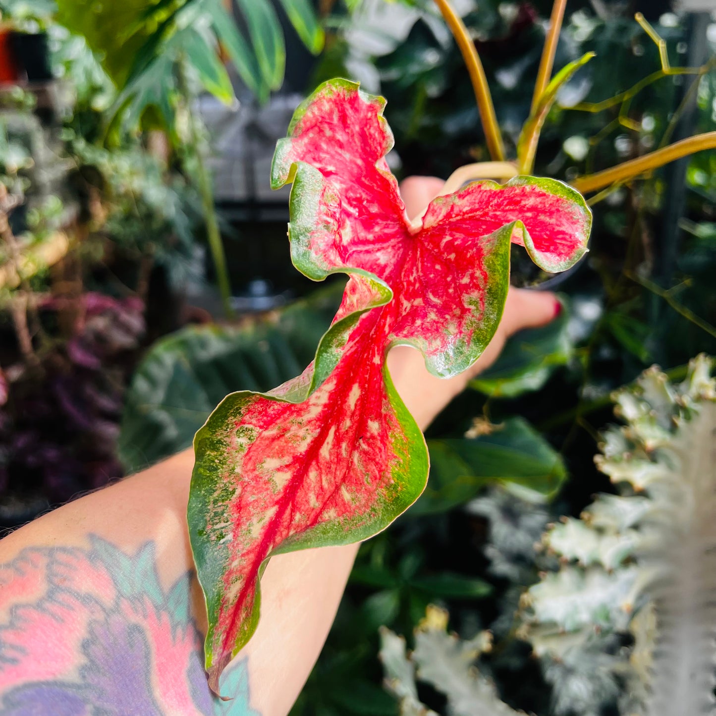 Caladium hybrid 9