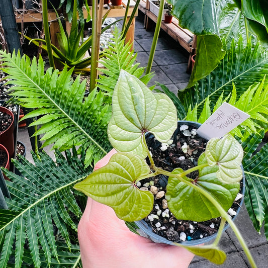 Dioscorea japonica, 9 cm potte