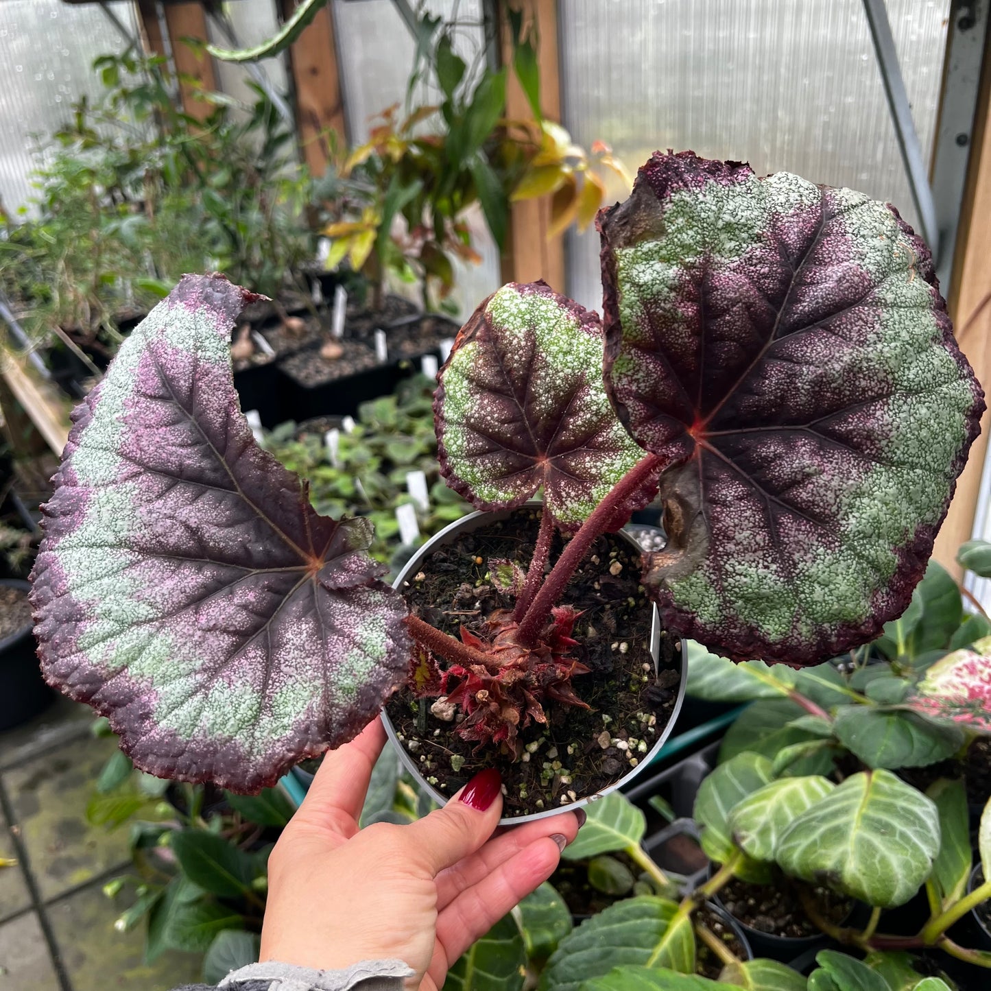 Begonia Rainbow