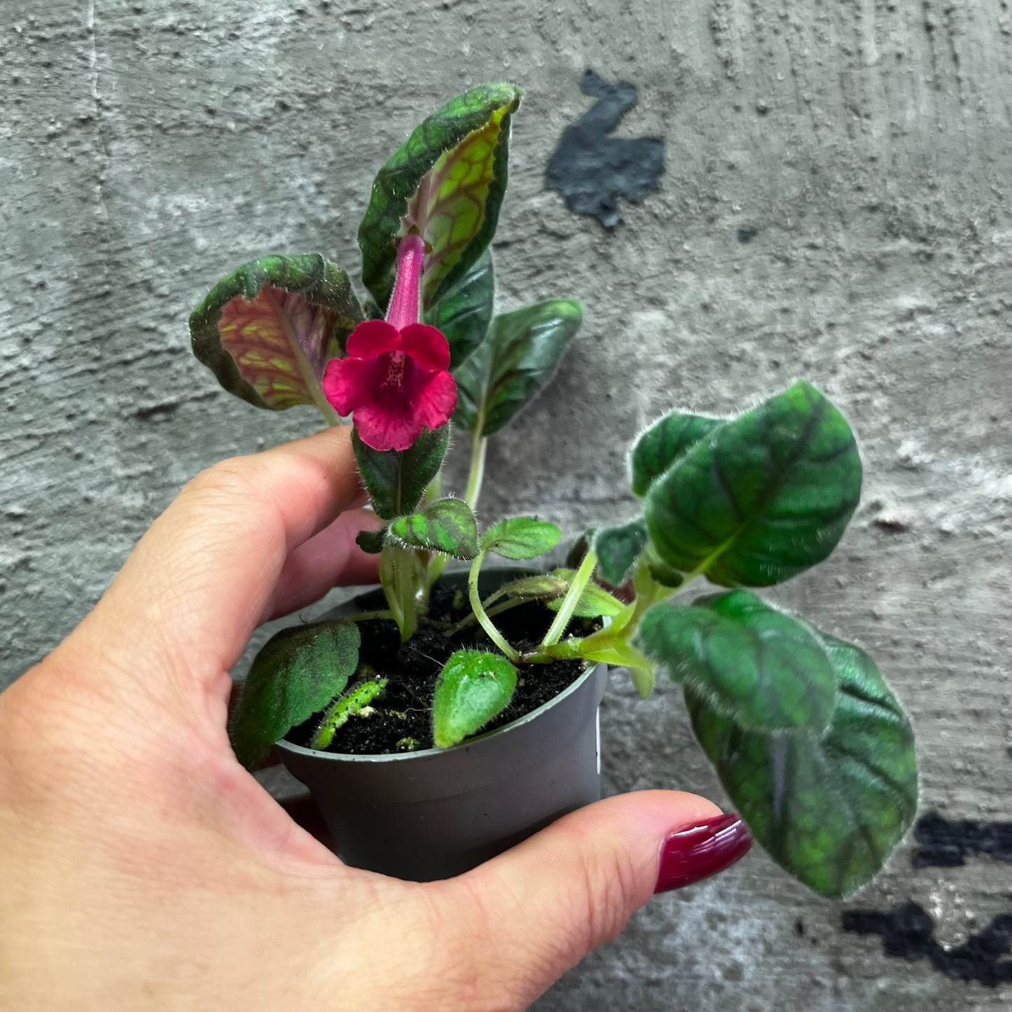Sinningia SRG’s Paprika hibrid 5