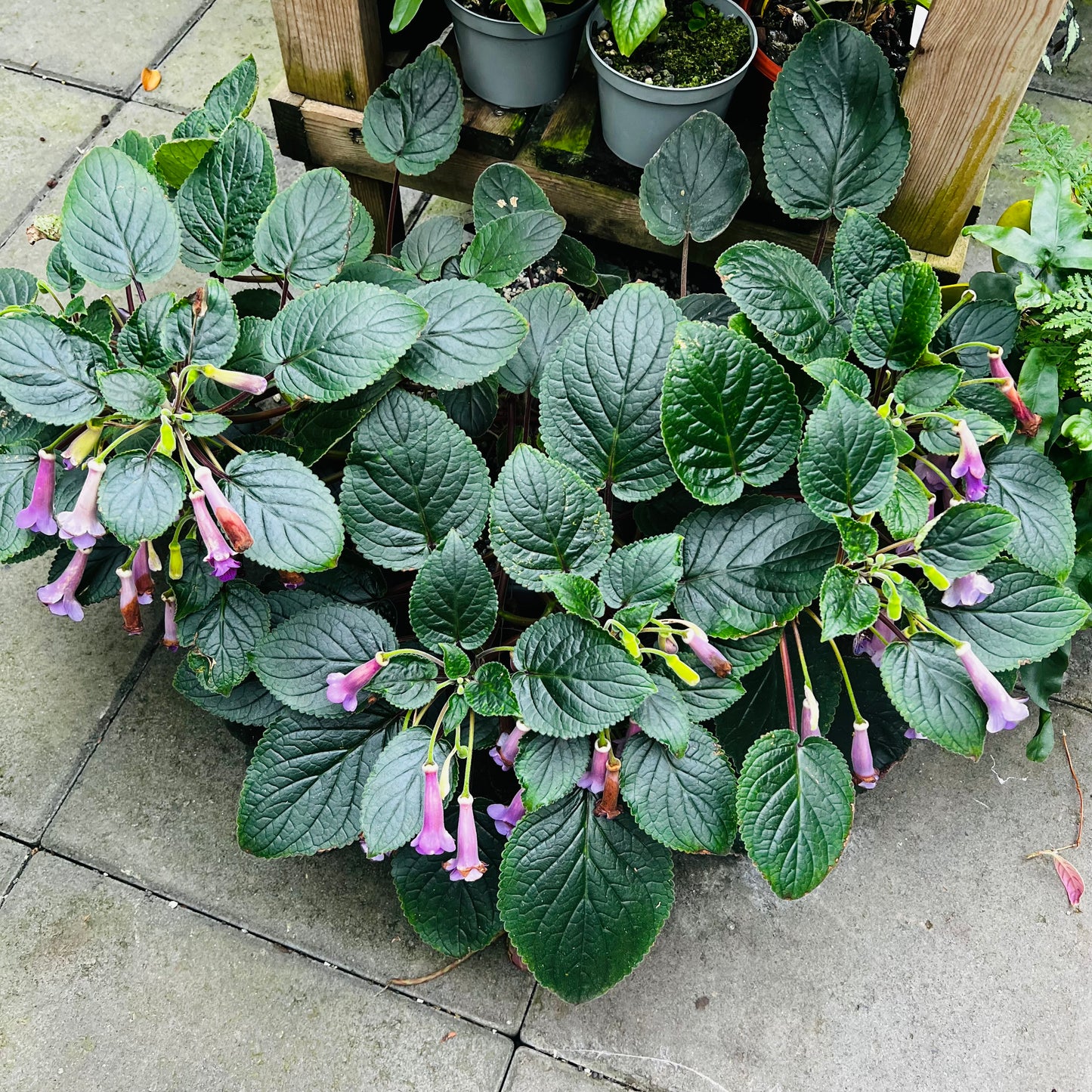 Sinningia HCY’s Merry Go ‘Round, uroted stikling