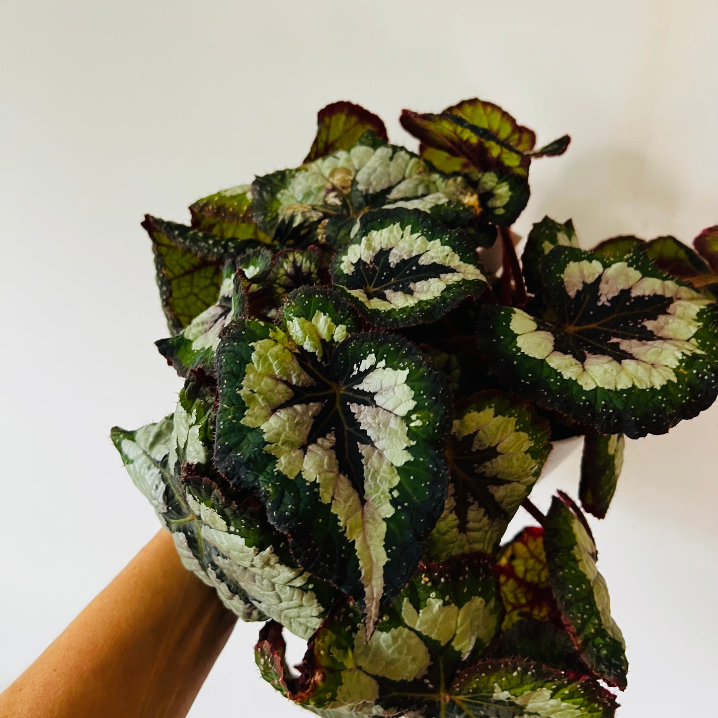 Begonia Victoria