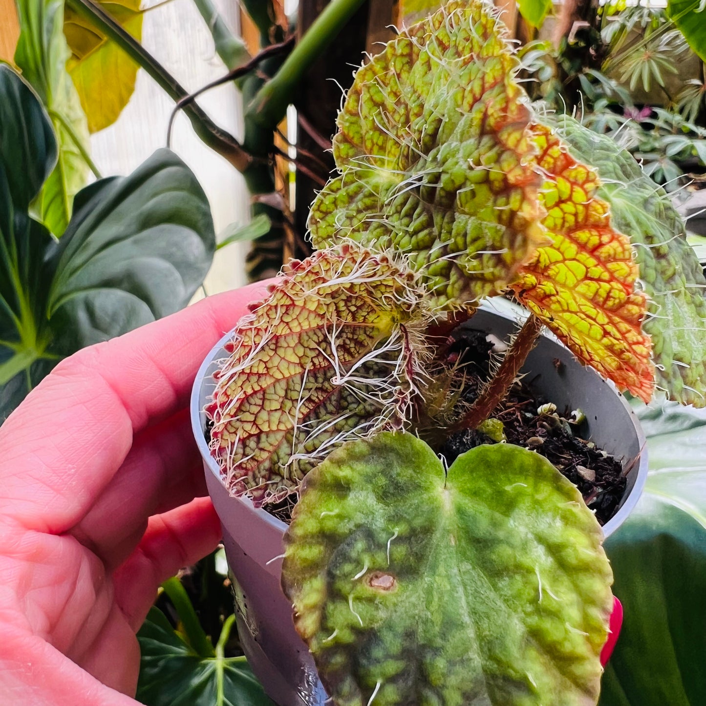Begonia sizemoreae, 6 cm potte
